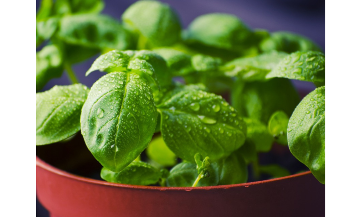 Délices estivaux : sublimez votre cuisine avec les huiles essentielles