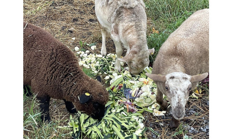 Objectif zéro déchet : l'aventure