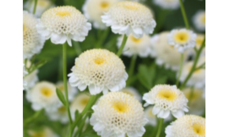 Soulager le zona cutané : la douce alchimie des huiles essentielles