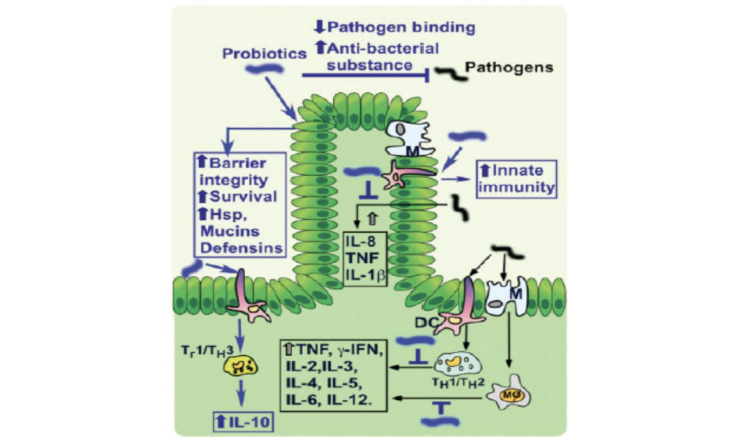 Bienfaits des probiotiques par Jean-Yves Dionne