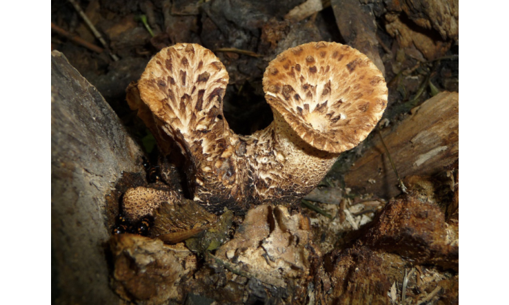 Quels sont les bienfaits des plantes et champignons adaptogènes?