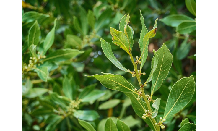 Déprime saisonnière : Retrouvez le moral avec les huiles essentielles