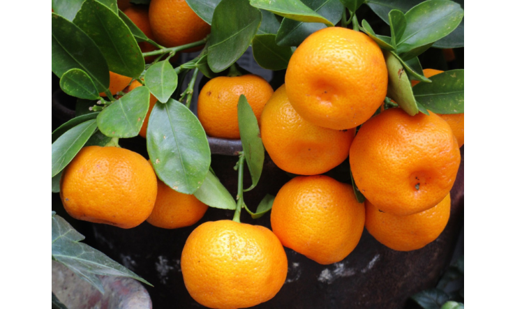 Rentrée zen : comment les huiles essentielles peuvent transformer votre retour à la routine