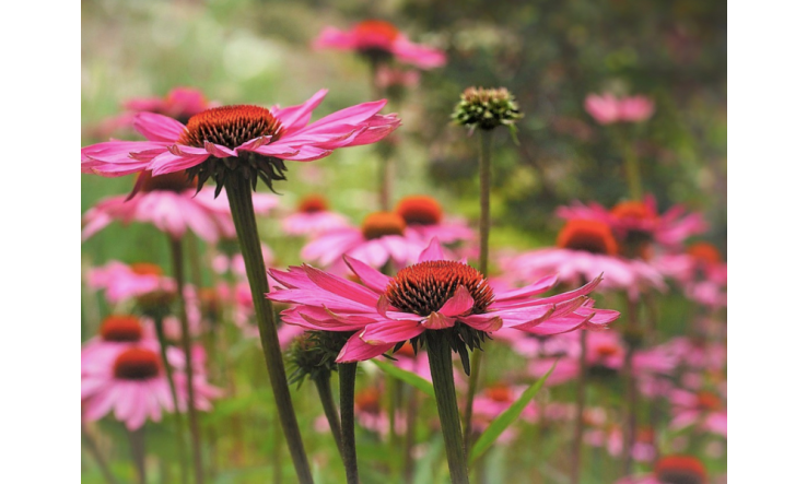 Les formules Botaniques