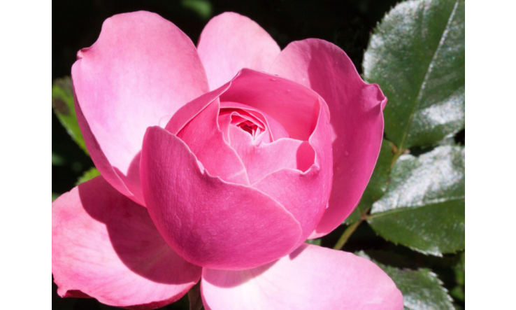 Une peau éclatante en automne avec les huiles essentielles