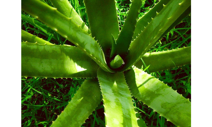 Comment l’aloès aide la peau avant, pendant & après le soleil