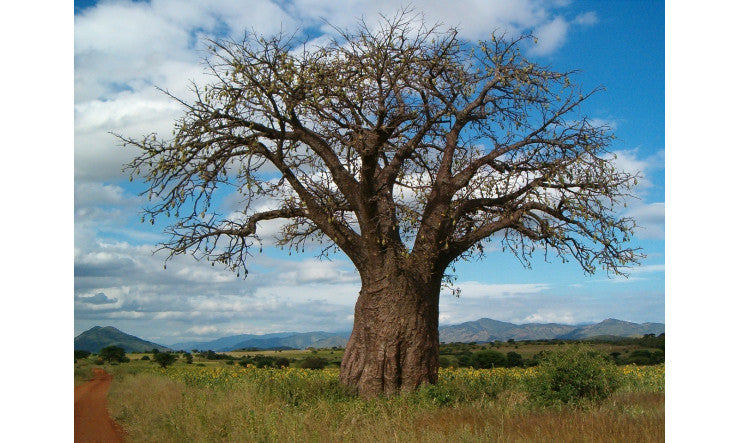 Baobab - Puissant antioxydant