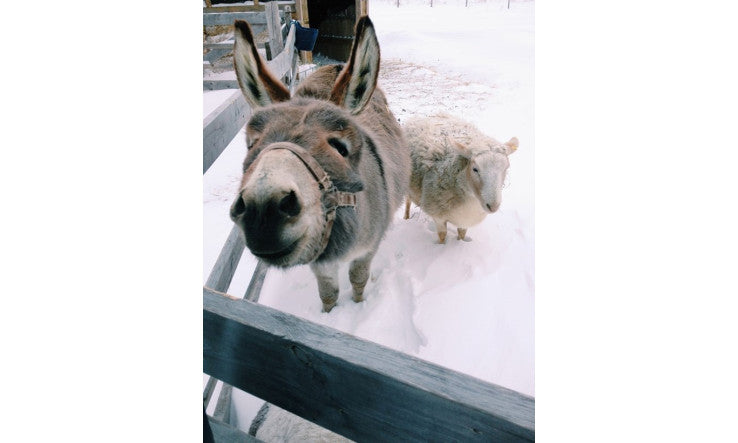 Protéines animales, déchets et reins inflamés, surexploités