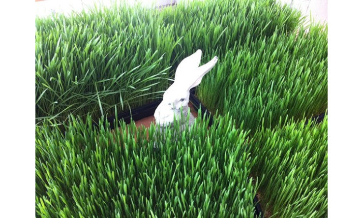 Folle de l'herbe de blé