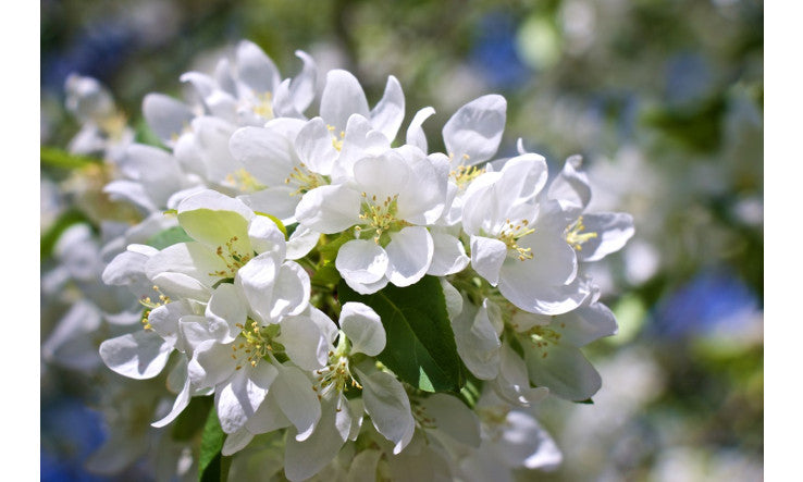 Bien se nourrir à moinder prix, bio, équitable, avec peu d'empreinte