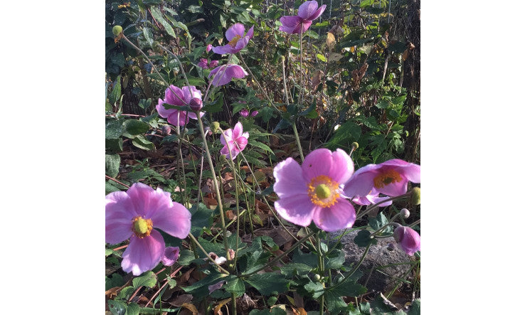 OCTOBRE ROSE, OCTOBRE SOBRE OU MODE DE VIE SANTÉ ?