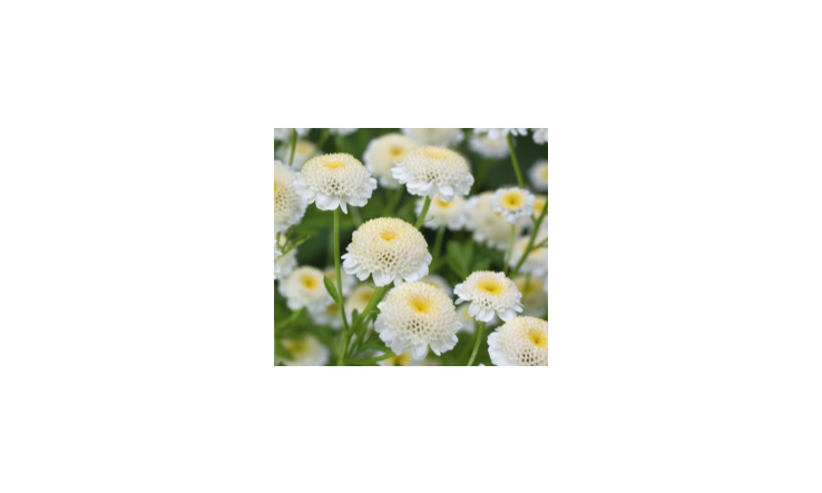 Huiles essentielles - utilisation, bienfaits et études