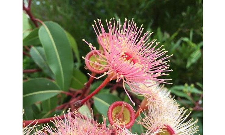 Boostez votre immunité avec les huiles essentielles