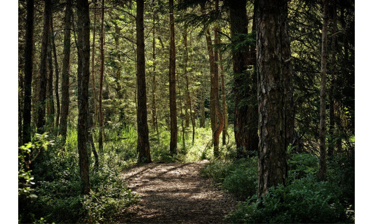 Voyager à travers les Forêts du monde - Contes et légendes