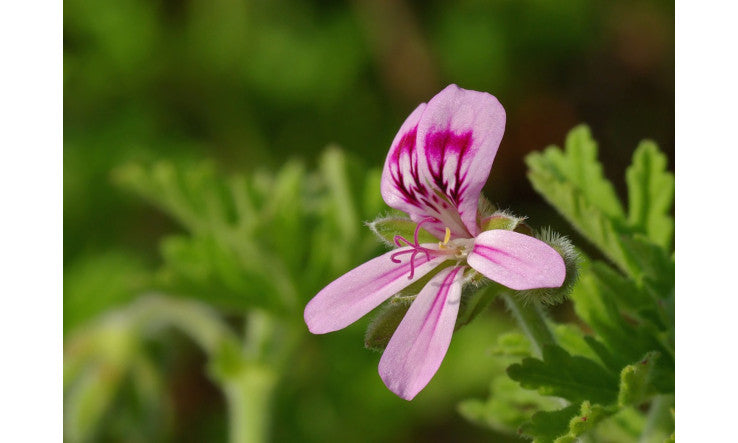 Articles scientifiques