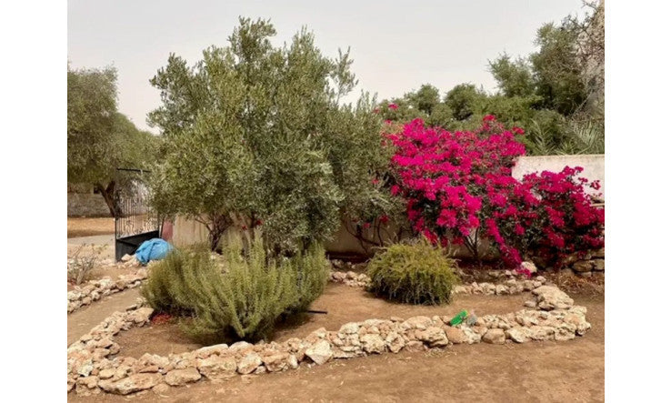 En direct avec Pierre Haddad : l’huile d’argan alimentaire