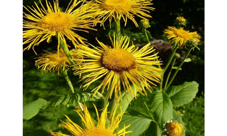 Inule - Précieuse huile essentielle