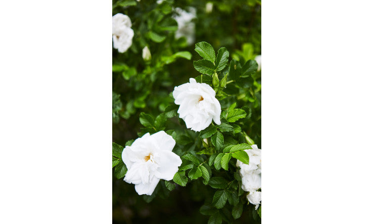 Purificateur, formule purifiante