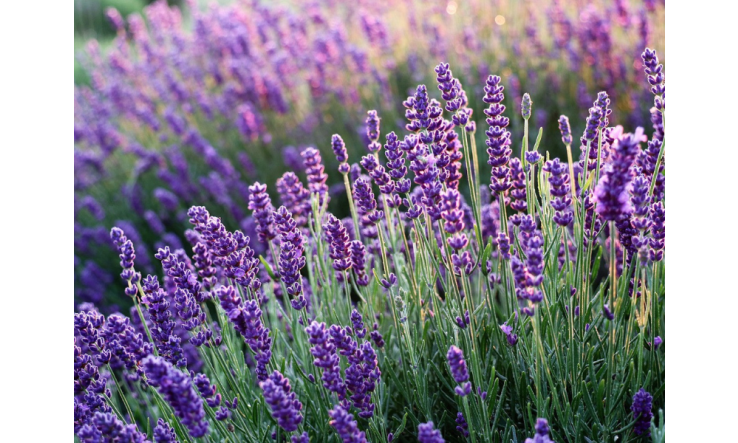 Évasion Olfactive  - Échappez au Stress estival avec les huiles essentielles