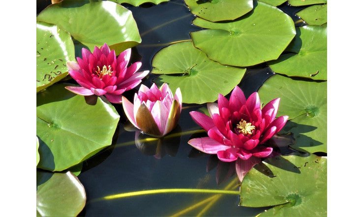 Fleur de Lotus sacré – calmante et apaisante