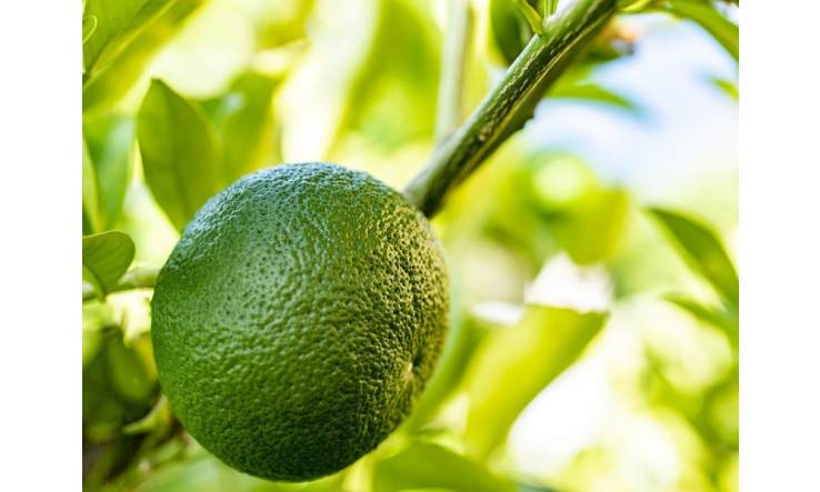 Alléger la charge mentale grâce aux huiles essentielles