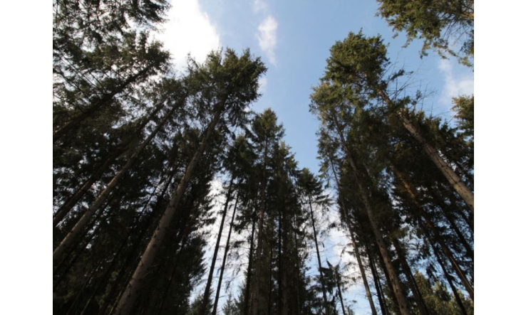 Rééquilibrage émotionnel : découvrez votre tempérament et les huiles essentielles qui vous correspondent