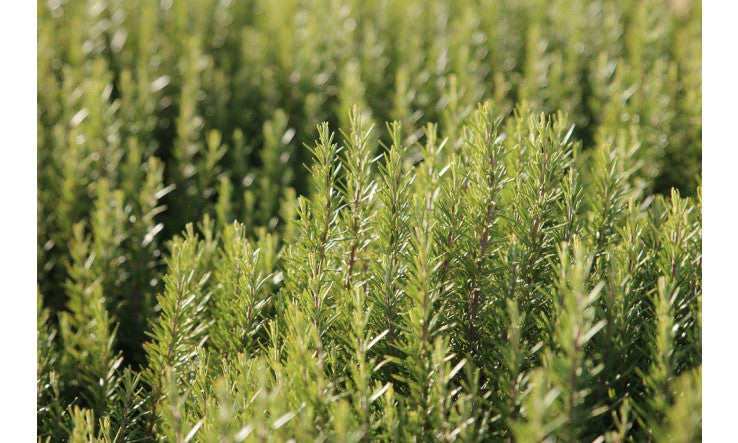 L'eau cheveux au romarin de Marie-Michelle