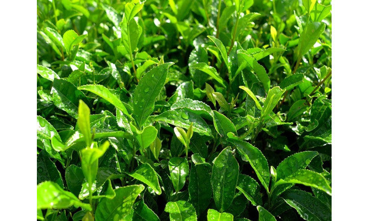 Thé vert & ses nombreux bienfaits