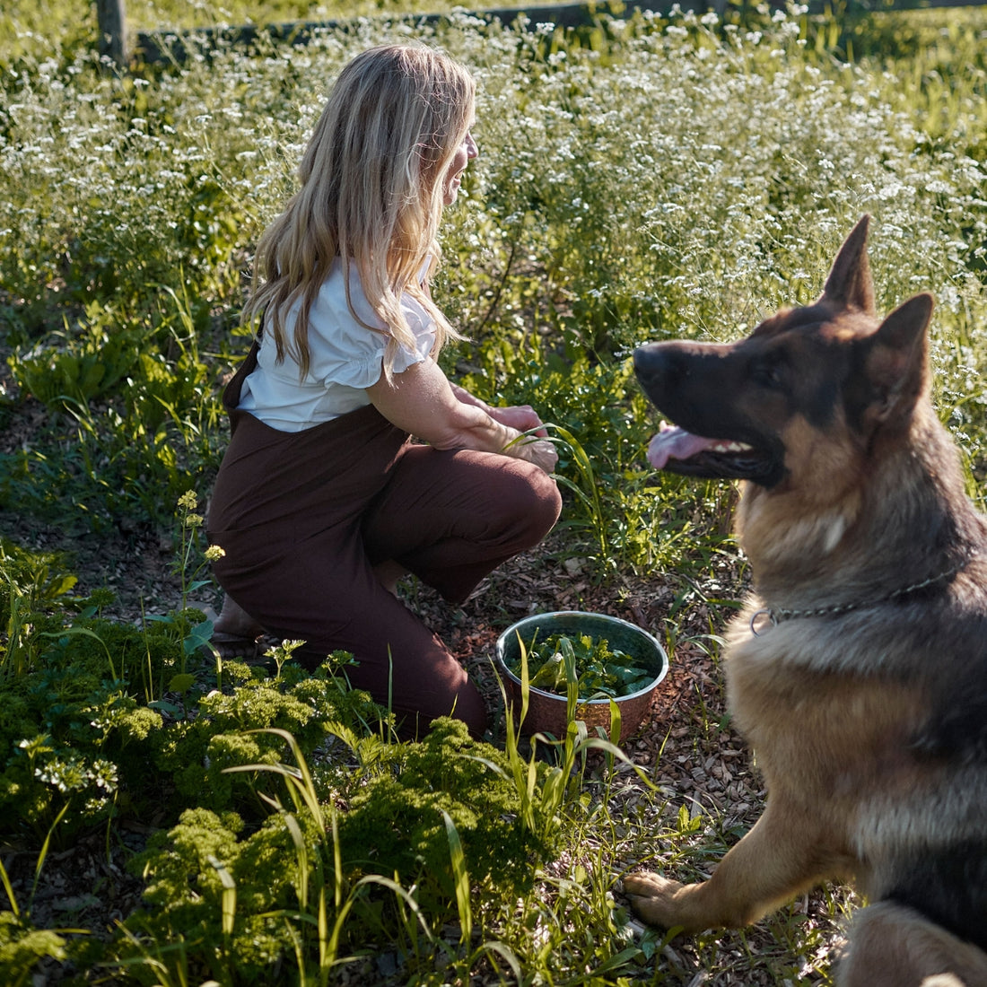 Kunzéa, l'ami des chiens