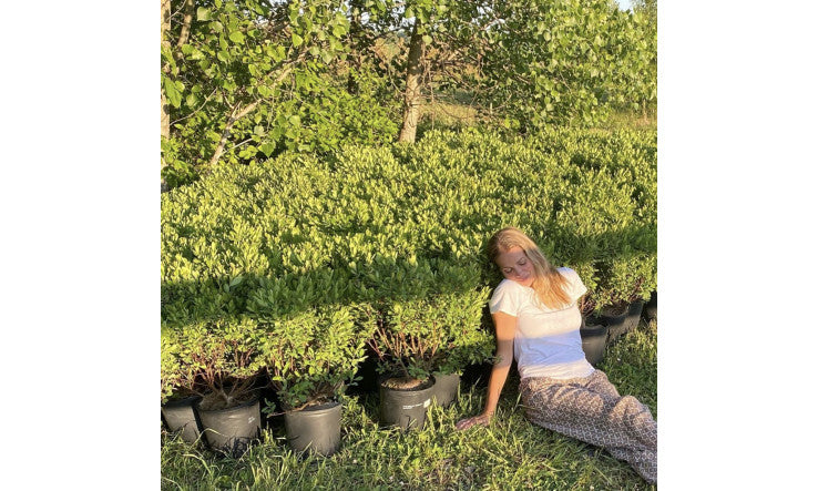 La plantation de la ferme beauté