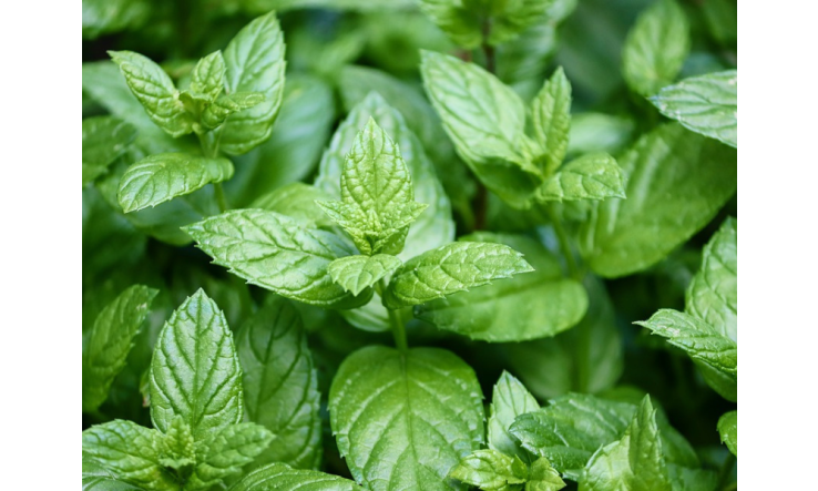 Transformez votre été en oasis de fraîcheur avec les huiles essentielles