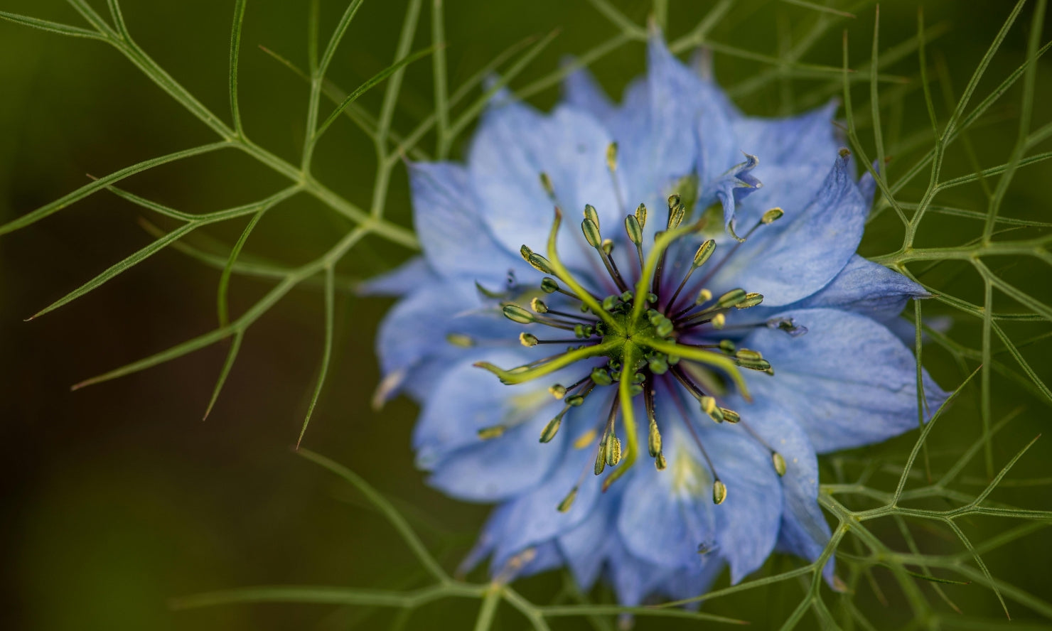 nigelle