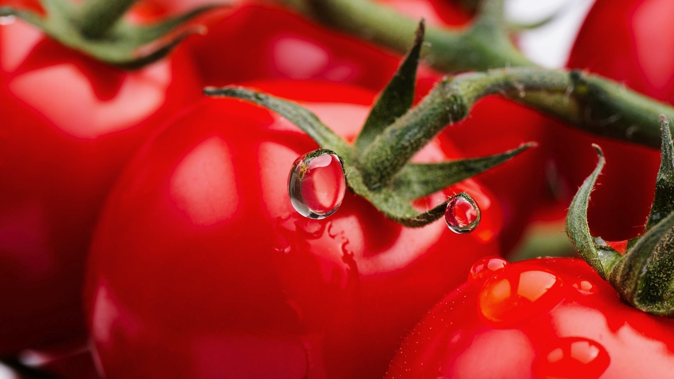 tomates