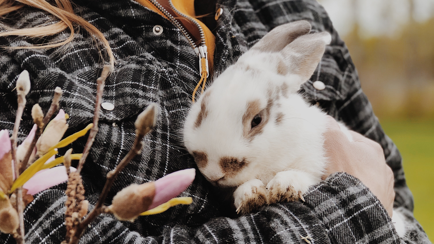 lapin dans les bras de Jacynthe