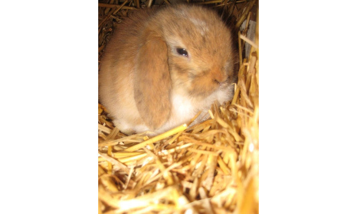 Syndrôme du colon irritable, inspirations pour soulager