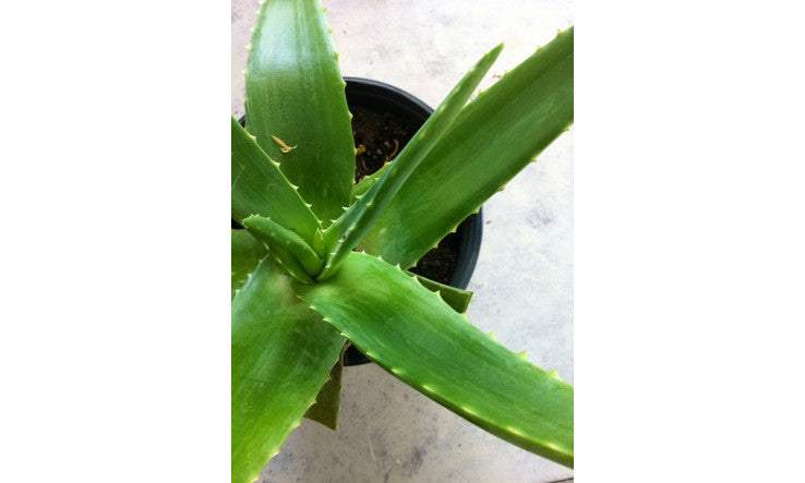 Les bienfaits de l'aloe vera