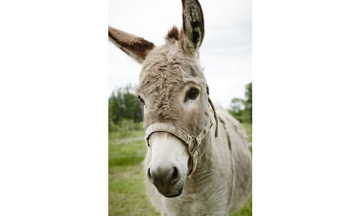 Les jambes sans repos