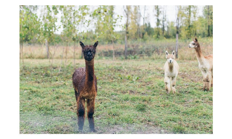 Les sources scientifiques