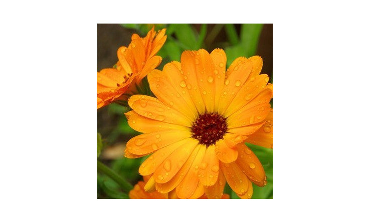 La calendule, si apaisante, si efficace!