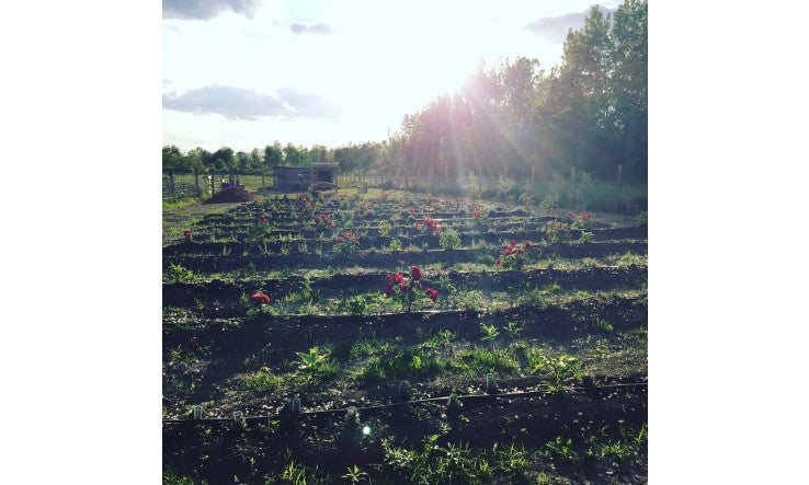 Le soleil maléfique?