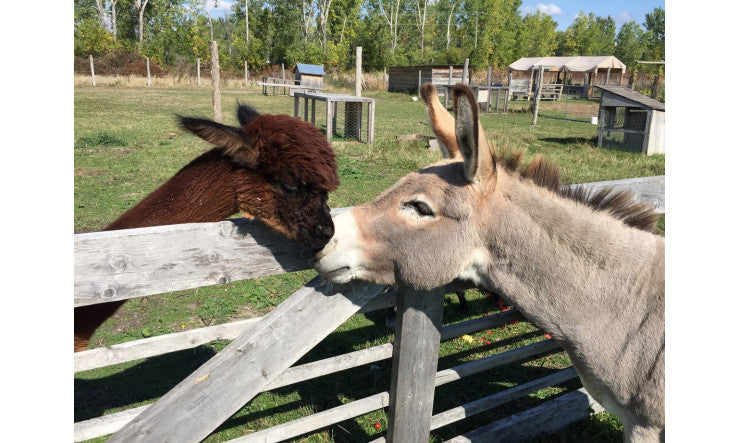 Une gamme beauté non testée sur les animaux