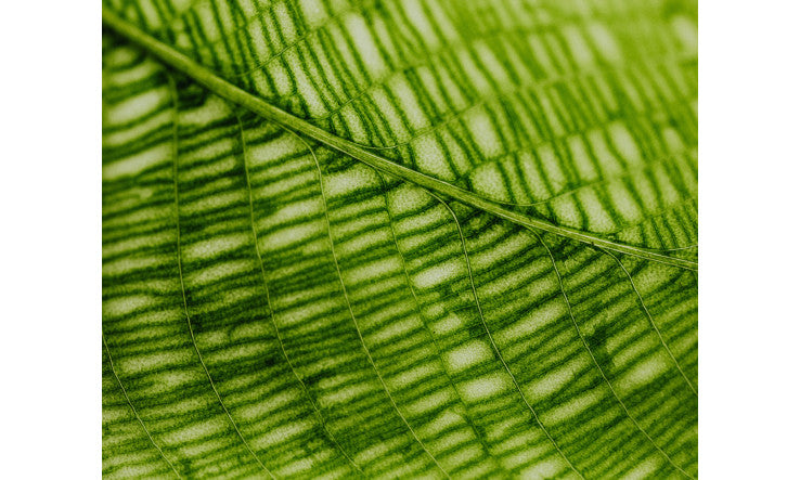 La chlorophylle