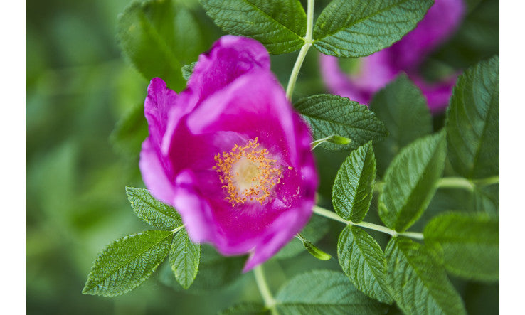 Soutien-gorge, ami ou ennemi?