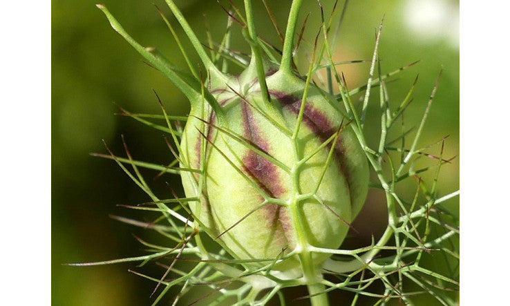 Huile de nigelle - Des bienfaits scientifiquement prouvés pour la peau