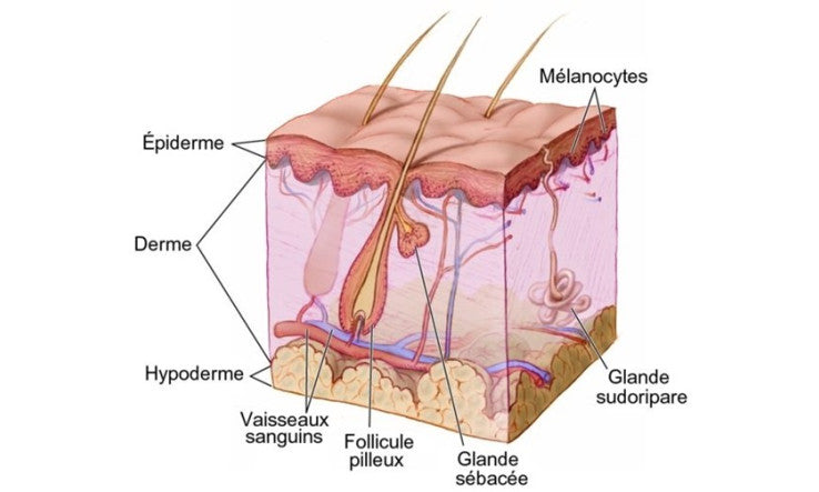 Nourrir la peau de l’intérieur - La nutricosmétique appliquée