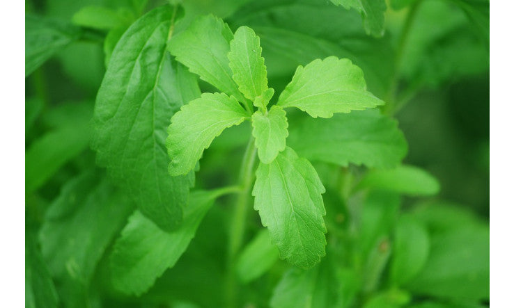 Deux édulcorants d'origine végétale – Fruits des moines & Stévia
