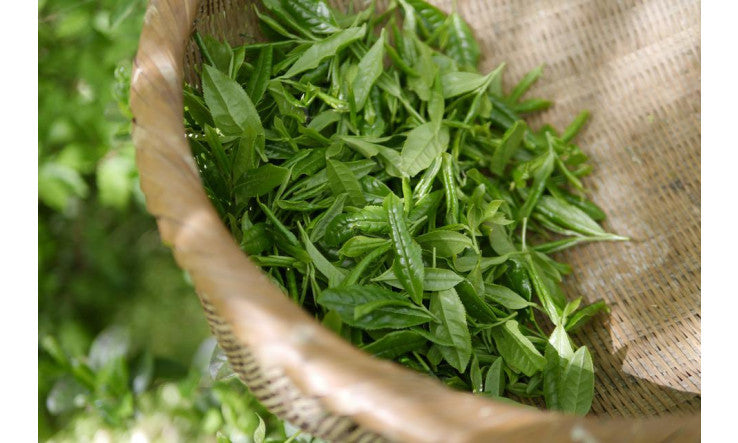 Thé vert et protection de la peau