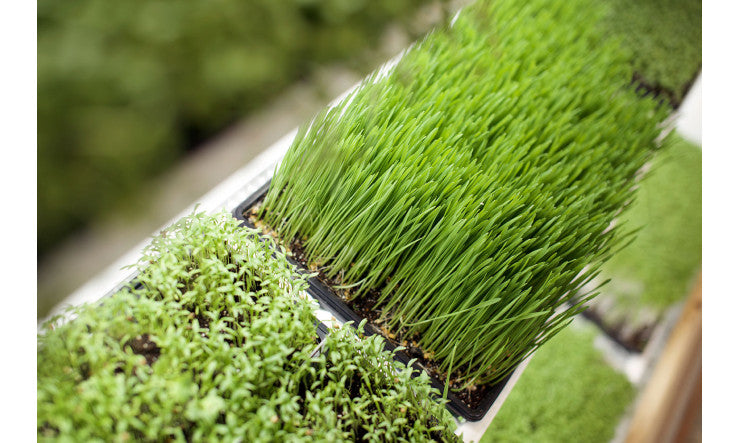 Détox : inutile et dangereuse?