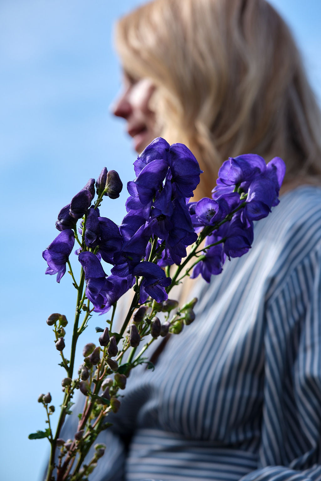 Violette