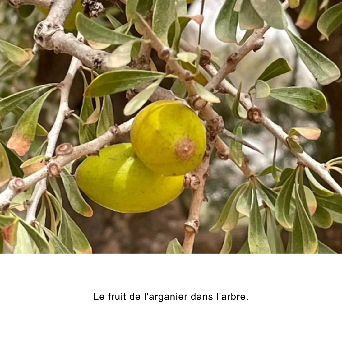 Organic Argan Oil